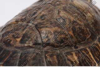tortoise shell 0005